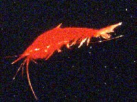 Shrimp image