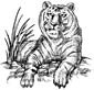 Siberean Tiger coloring page