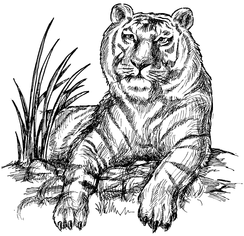 free Siberean Tiger coloring page
