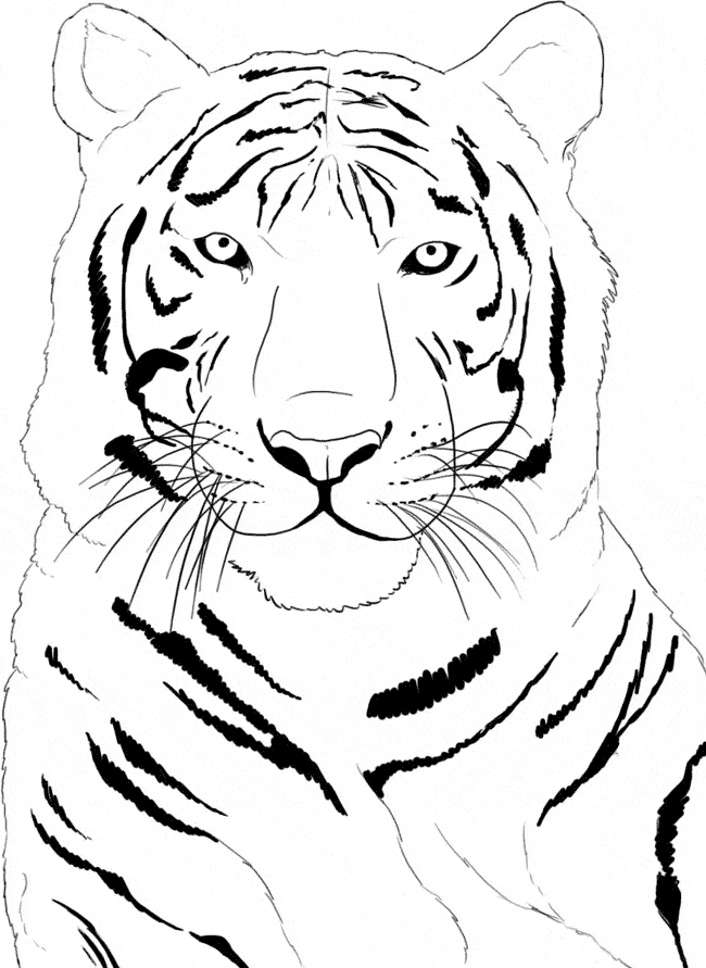 free Siberean Tiger coloring page