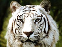 White Siberean Tiger