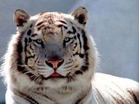Siberean Tiger image