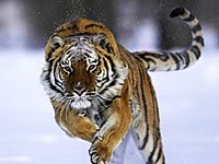 Siberean Tiger running in the snow