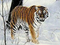 Siberean Tiger