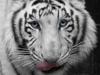 Siberean Tiger photo