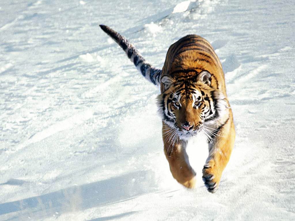 free Siberean Tiger wallpaper wallpapers download