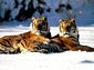 Siberean Tiger wallpaper