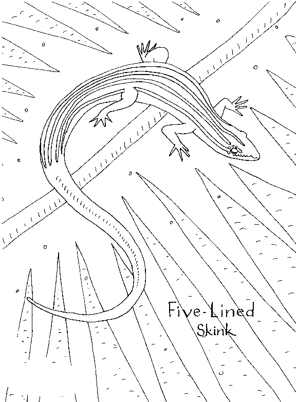 free Skink coloring page