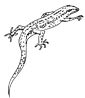 Skink coloring page