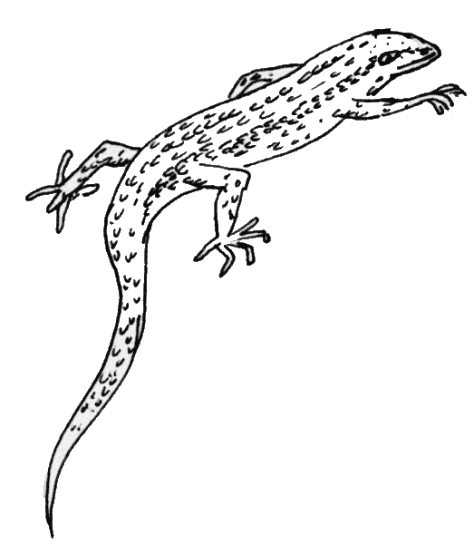 free Skink coloring page