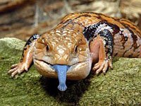 Skink image