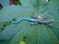 Blue Skink