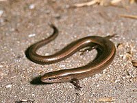 Skink photo