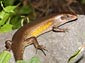 skink