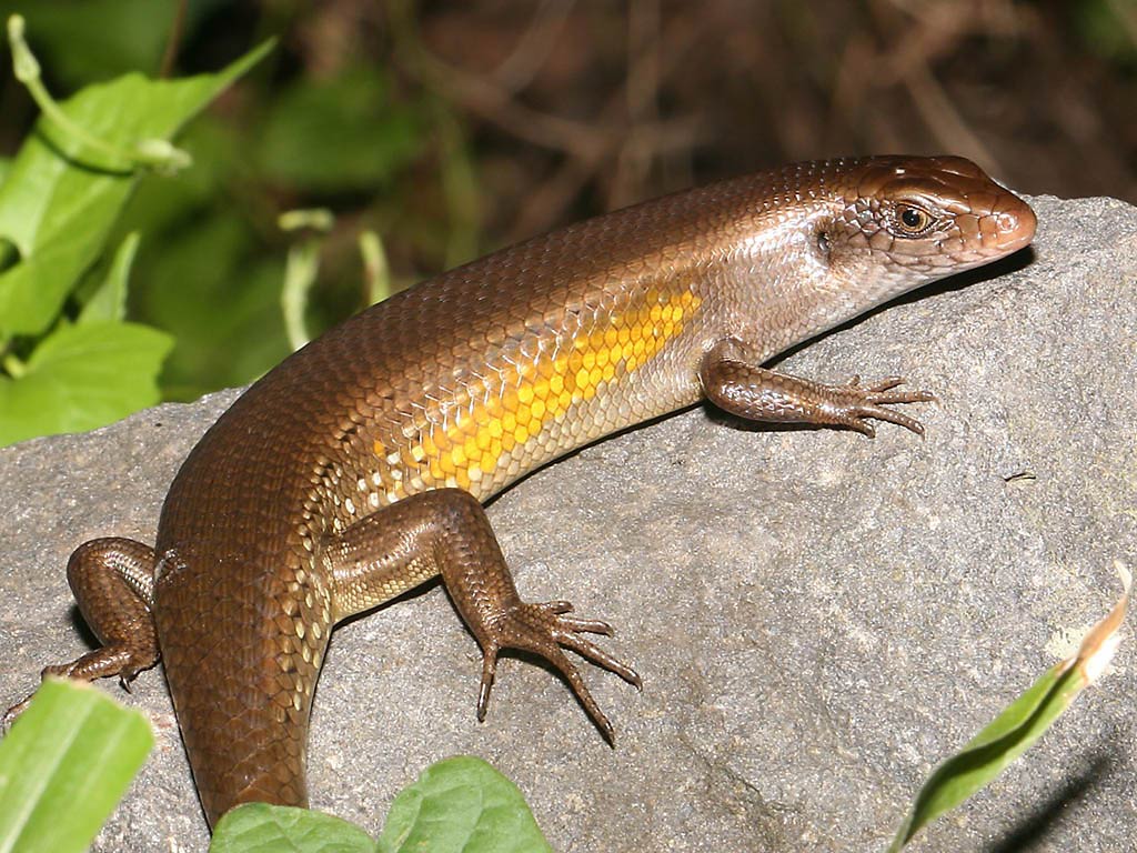 free Skink wallpaper wallpapers download