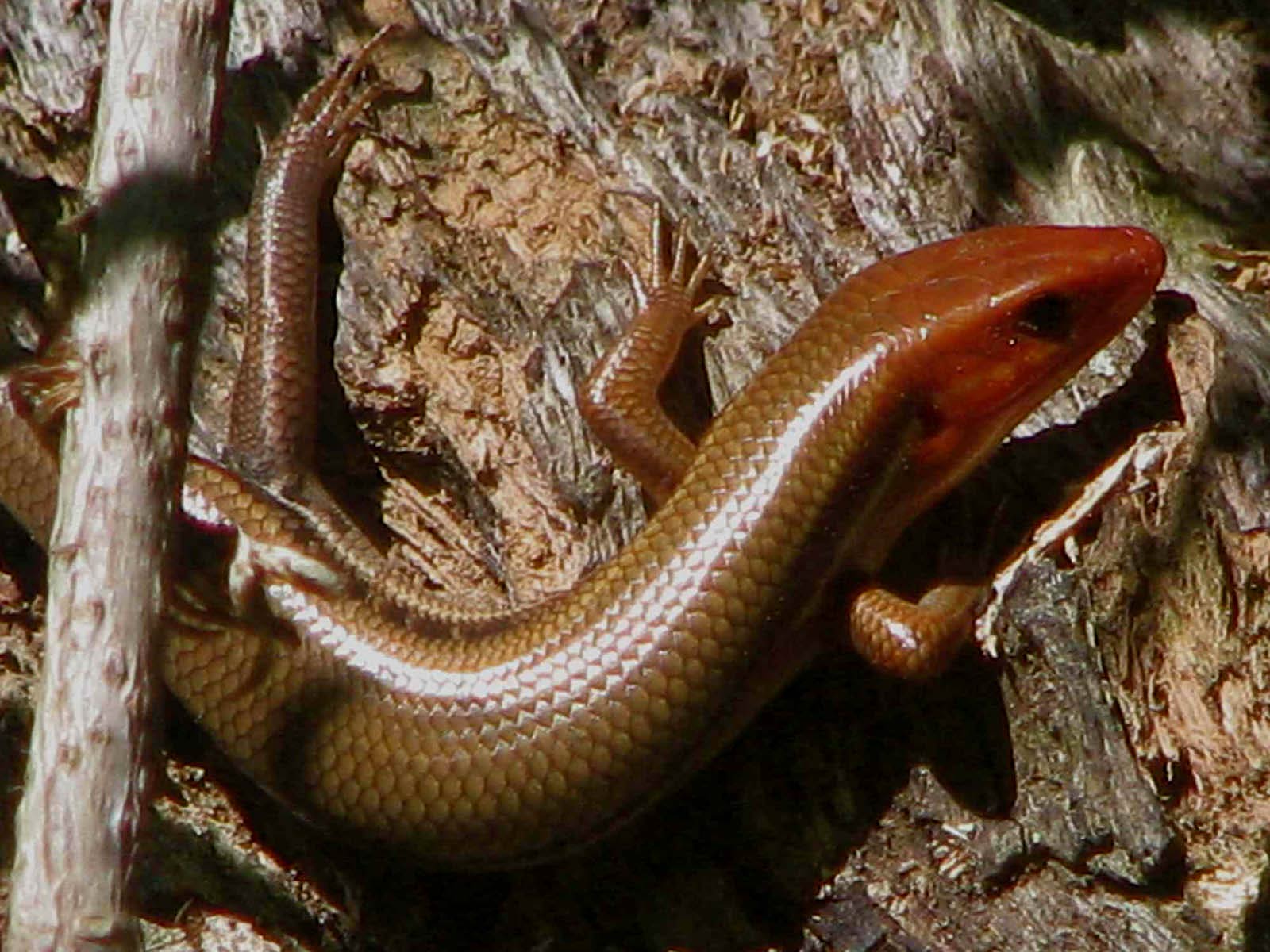 free Skink wallpaper wallpapers download