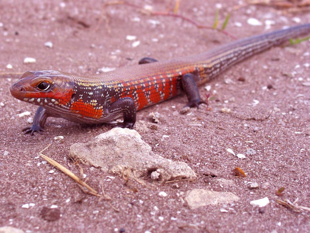 free Skink wallpaper wallpapers download