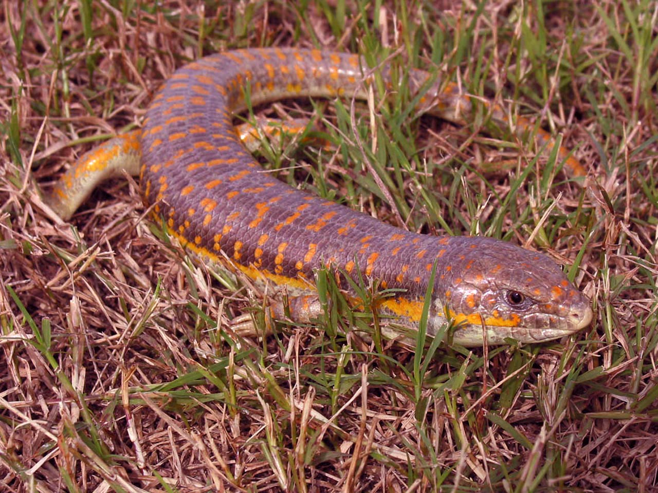 free Skink desktop wallpaper wallpapers Desktop and Mobile