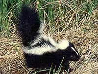 Skunk picture