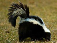 Skunk image