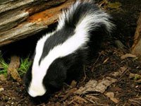 Skunk picture