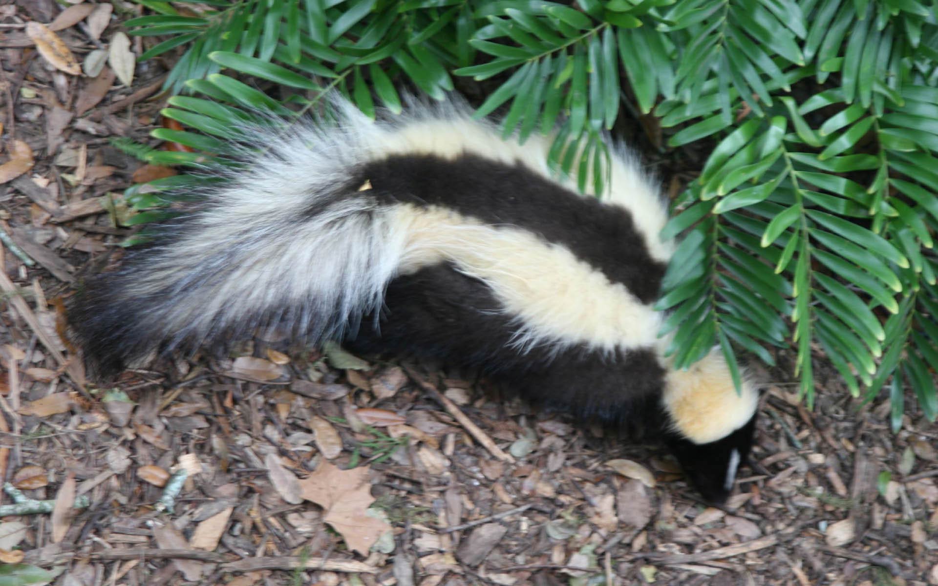 free Skunk wallpaper wallpapers download