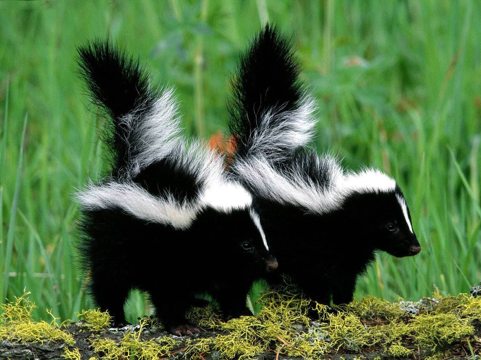 free Skunk wallpaper wallpapers download