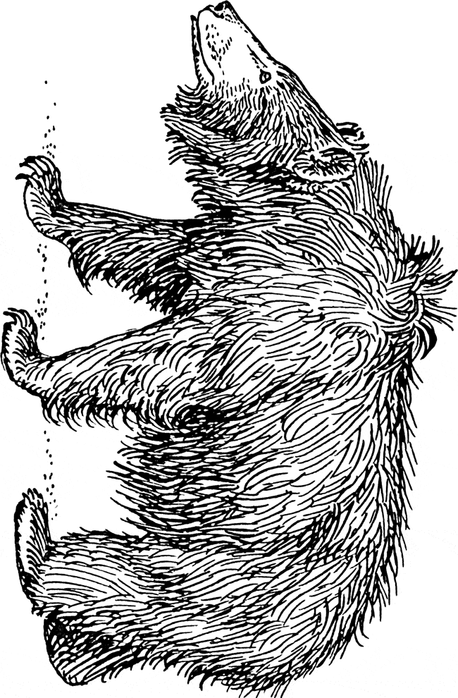 free Sloth Bear coloring page