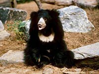 Sloth Bear picture