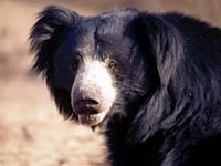 Sloth Bear picture