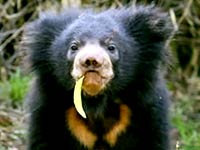 Sloth Bear eating