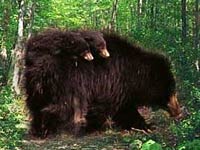 Sloth Bear picture