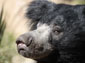 sloth bear