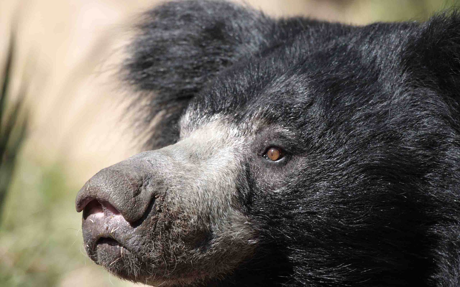 free Sloth Bear wallpaper wallpapers download