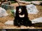 sloth bear wallpaper