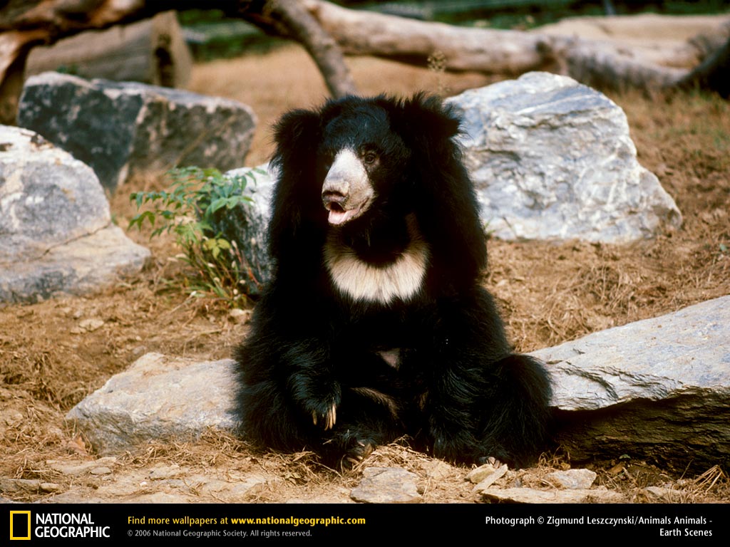 free Sloth Bear wallpaper wallpapers download