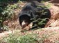 Sloth Bear wallpaper