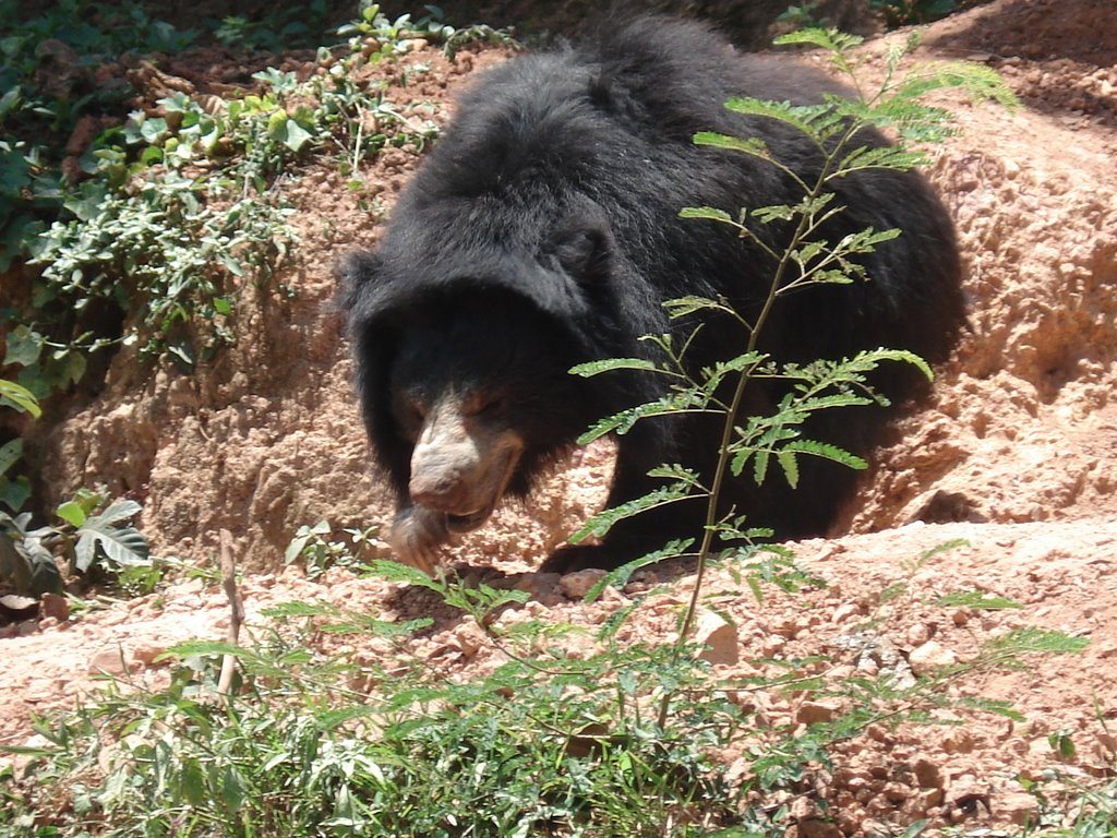 free Sloth Bear wallpaper wallpapers download