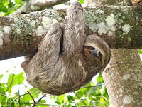 Sloth picture