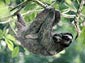 sloth wallpaper