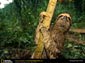 sloth wallpapers