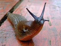 Slug