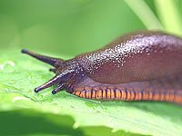 Slug picture