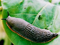 Slug image