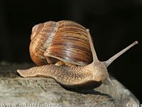 Snail image