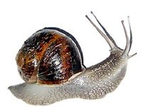 Snail picture