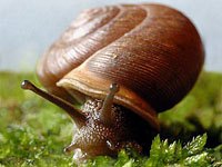 Snail photo