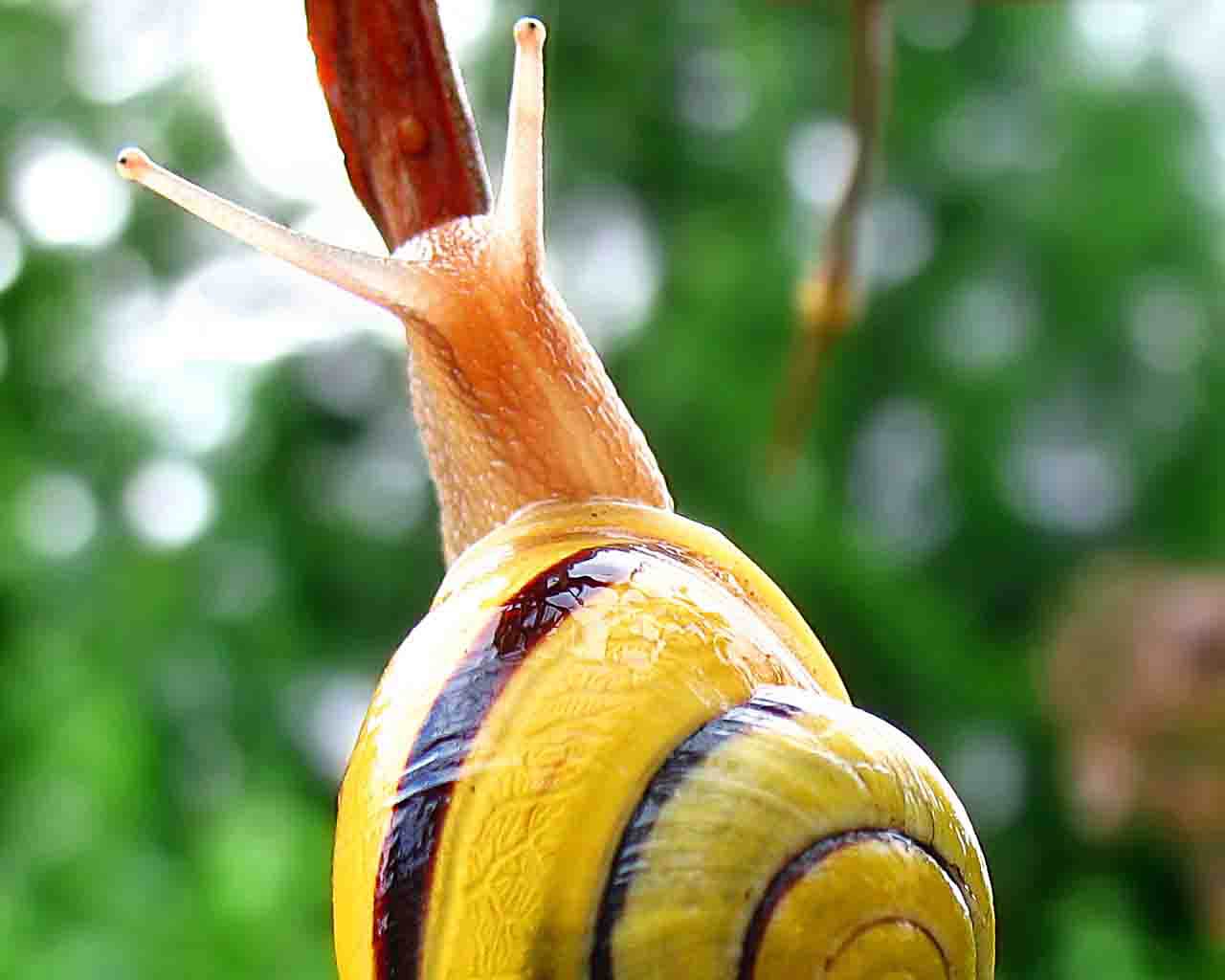 Чем опасны улитки для человека. Cepaea Hortensis. Цепея (Cepaea). Улитка цепея. Улитка Неретина рогатая.