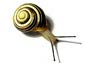 Snail wallpaper