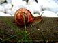 snail desktop wallpaper